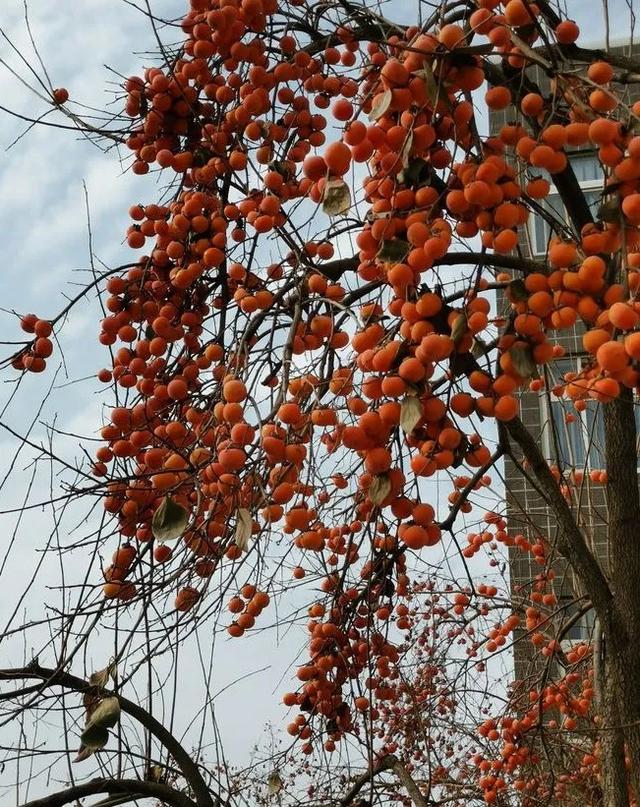 2021年邯郸学院新生宿舍条件图片环境怎么样，有独立卫生间吗（邯郸学院：招生多）
