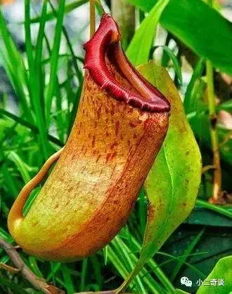 巨型猪笼草有毒吗,猪笼草有毒吗?有什么作用(世界极具恐怖的植物) 巨型猪笼草有毒吗,猪笼草有毒吗?有什么作用(世界极具恐怖的植物)