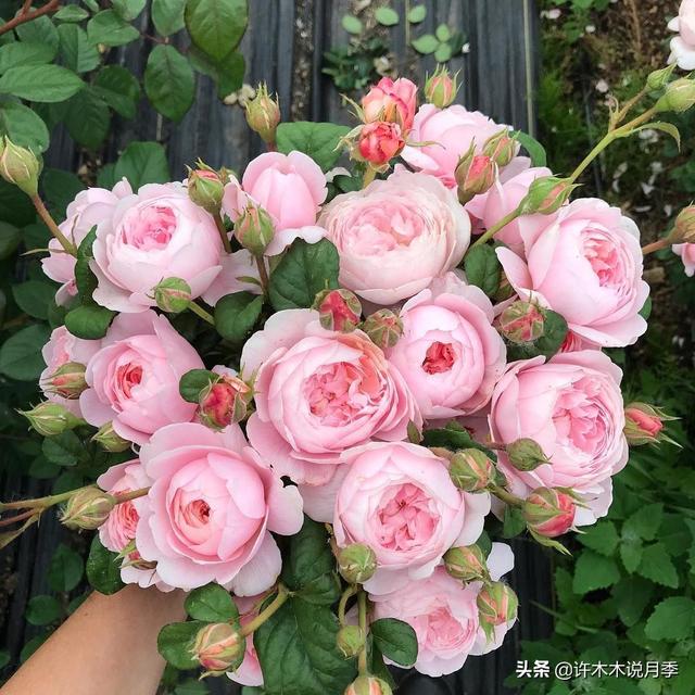 Thecastle.城堡网名，Thecastle.城堡（奥斯汀官方推荐月季品种）