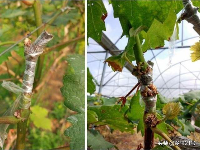 葡萄树怎么嫁接，嫁接葡萄树方法视频（葡萄嫁接种植有妙招）