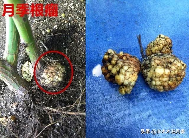 根瘤病用什么农药治,治疗根瘤病的药(月季癌症得了一个传染一大片) 根瘤病用什么农药治,治疗根瘤病的药(月季癌症得了一个传染一大片)