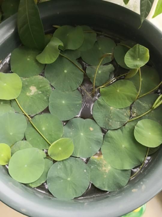 荷花籽怎么催芽，荷花籽怎么催芽视频（种莲花有啥难的）