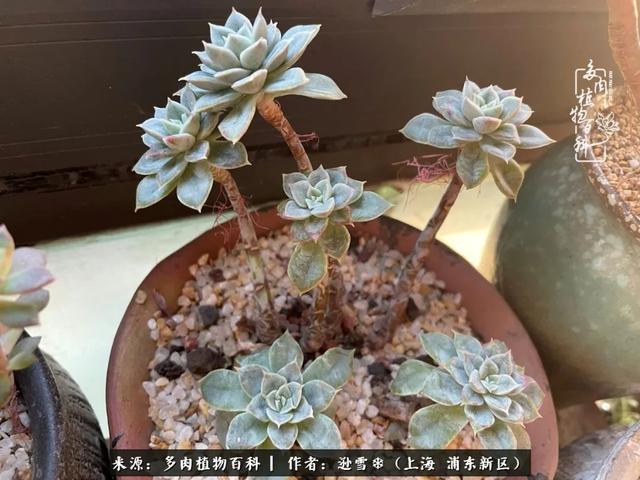 多肉植物图片，感恩相遇，余生相互关照（若绿多肉植物图片）