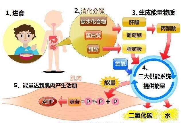 人体三大供能系统哪个功率最大，人体内有三大供能系统它们分别是（每天打球1小时还不瘦）