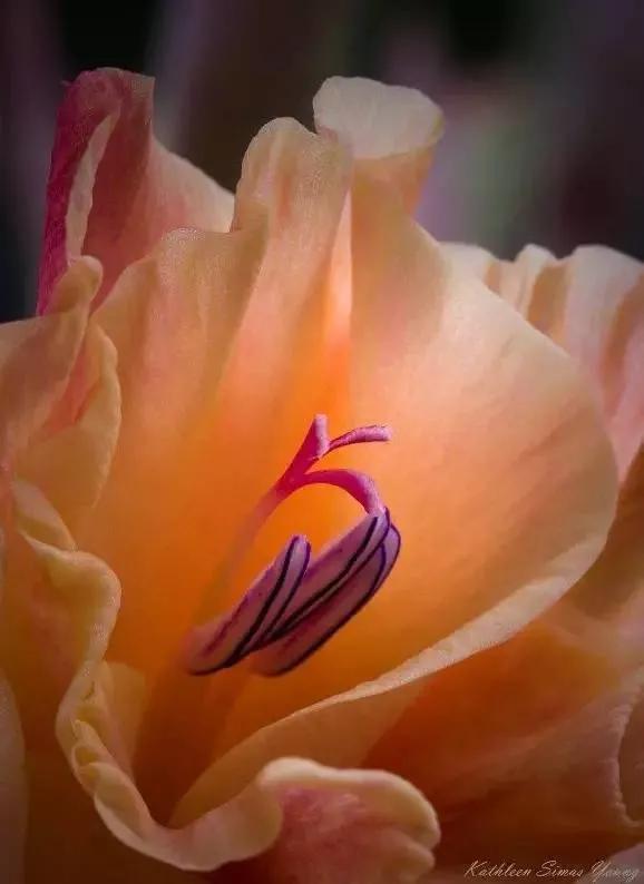 世界上有多少种花，世界上有多少种花?分别是什么（100幅美丽的花儿，赏心悦目）