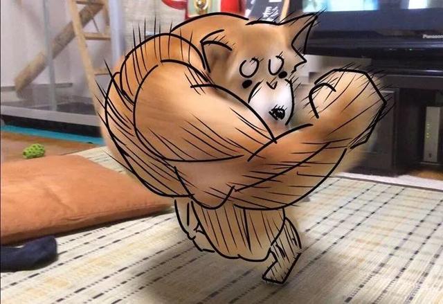 吸猫伐是什么意思，什么叫吸猫（禽兽们搞起比利来有多“骚”）