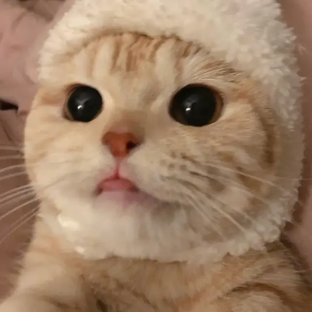 猫咪狗狗头像微信，猫咪狗狗头像（超可爱猫咪狗狗头像）