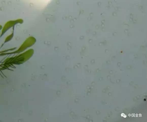 繁殖金鱼方法，有这几个注意事项需特别关注