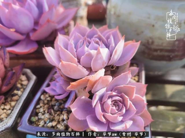 晴天橙子可爱头像微信，晴天橙子可爱头像（有多少次的会心一笑，全因多肉）