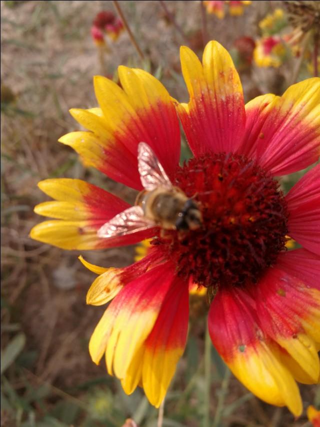 冬天的雪，冬天的雪是什么仿写一段话（散文《冬天的雪》）
