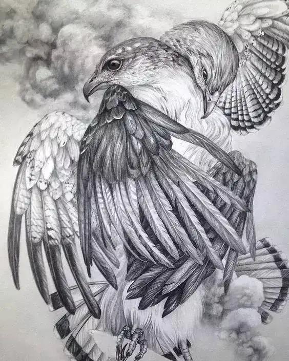 如何画一只老鹰,画一只帝王暴龙(快收藏起来临摹学习吧) 如何画一只老鹰,画一只帝王暴龙(快收藏起来临摹学习吧)