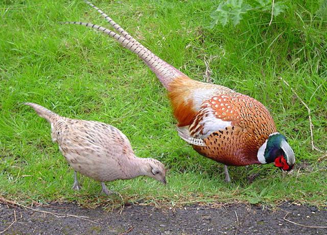 雄性跟雌性的区别，雄性跟雌性的区别是什么（为什么雄性大都比雌性漂亮）