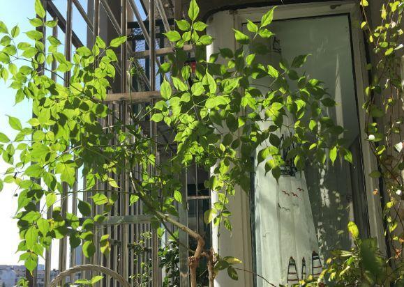 观音莲的花语，观音菩萨与莲花的寓意（守护你的小幸福）