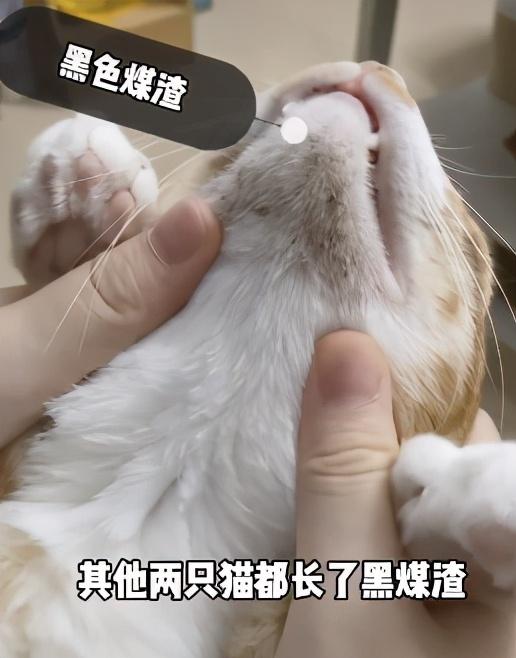 狸花猫是土猫吗，狸猫是土猫吗（那些年嘲笑狸花是小土猫的人）