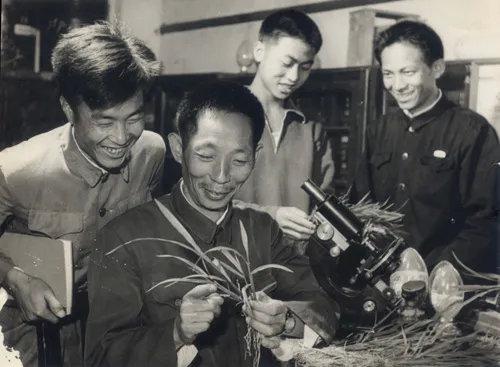 袁隆平对社会的贡献，袁隆平做了什么贡献（一张图看懂袁隆平为我国粮食安全做出的贡献）