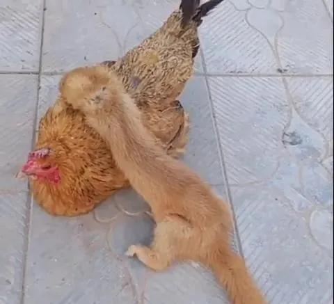 四大仙是什么动物，东北四大仙是什么动物（有什么办法对付它们呢）