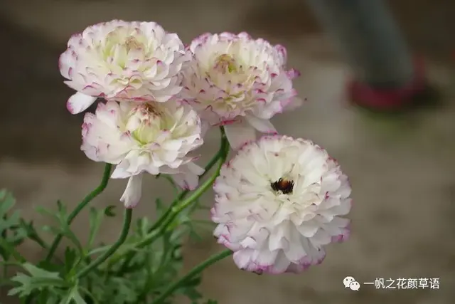 花毛茛，花毛茛<Ranunculus（花毛茛的花语）