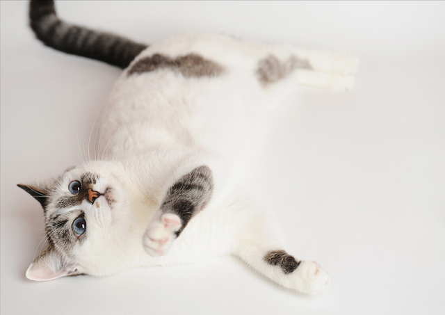 肠胃猫是什么意思，看完你就知道该怎么办