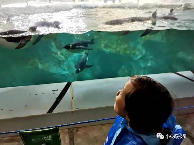 珠海长隆游玩攻略，珠海长隆游玩攻略图（带娃去珠海长隆该怎么玩）