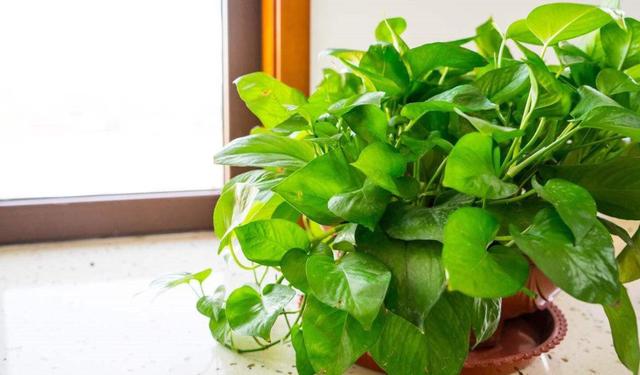 怎么样让绿萝长得茂盛，怎么样让绿萝长得茂盛呢（让绿萝常年油绿有“3招”）