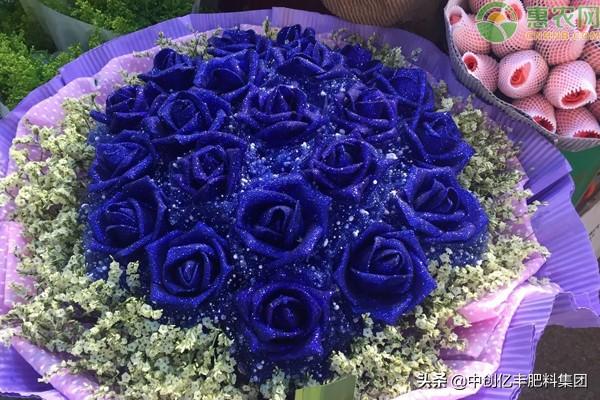 蓝色妖姬花语，玫瑰蓝色妖姬花语（蓝色妖姬的花语及养殖要点）