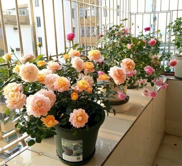 SuSu:一起种草莓来吗，微信头像，SuSu:一起种草莓来吗?【杂图】（花芽蹭蹭长满盆）