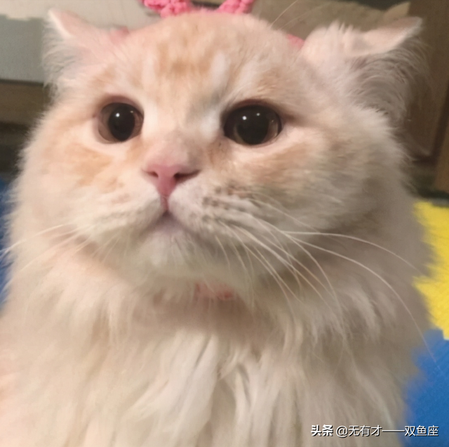 双鱼座男人，双鱼座男人喜欢女人主动吗（双鱼座的超级爆料<男生篇>）