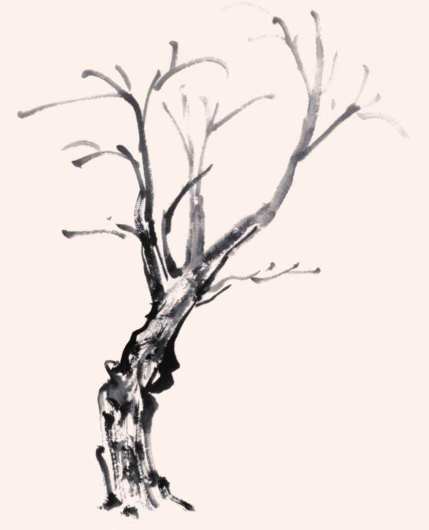 笔触要灵活自然,并配合擦笔,使树干更有厚重感.