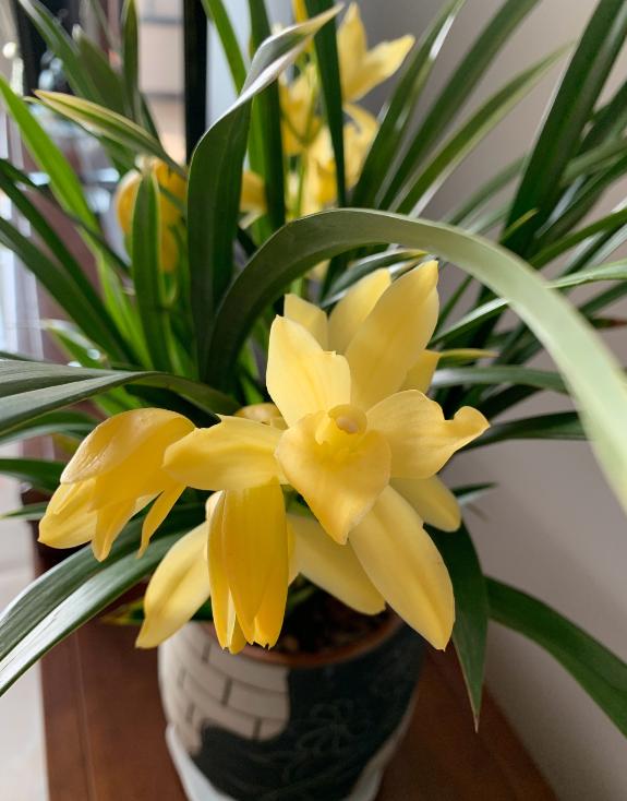 黄色兰花的寓意,黄色兰花的寓意和象征(寓意"招财进宝")