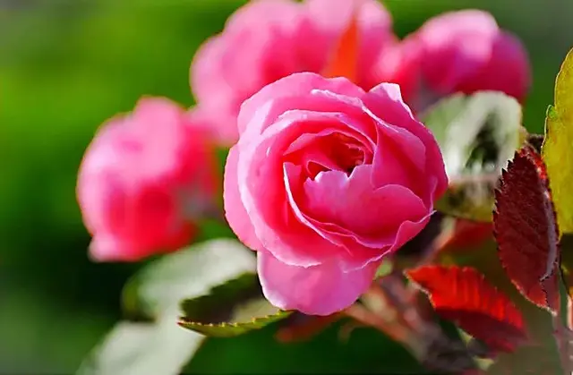 白兰地海棠的养殖方法，白兰地海棠～一种让人惊艳的海棠花