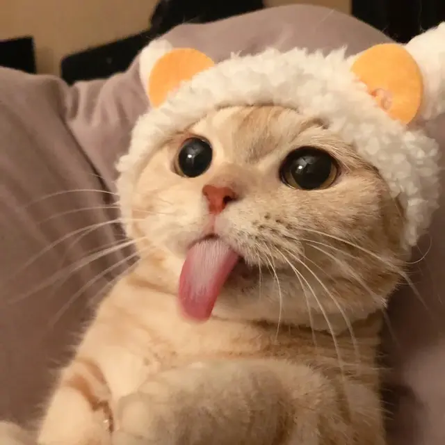 猫咪狗狗头像微信，猫咪狗狗头像（超可爱猫咪狗狗头像）