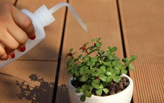 植物营养液配方，植物营养液的配置方法（将这8样\