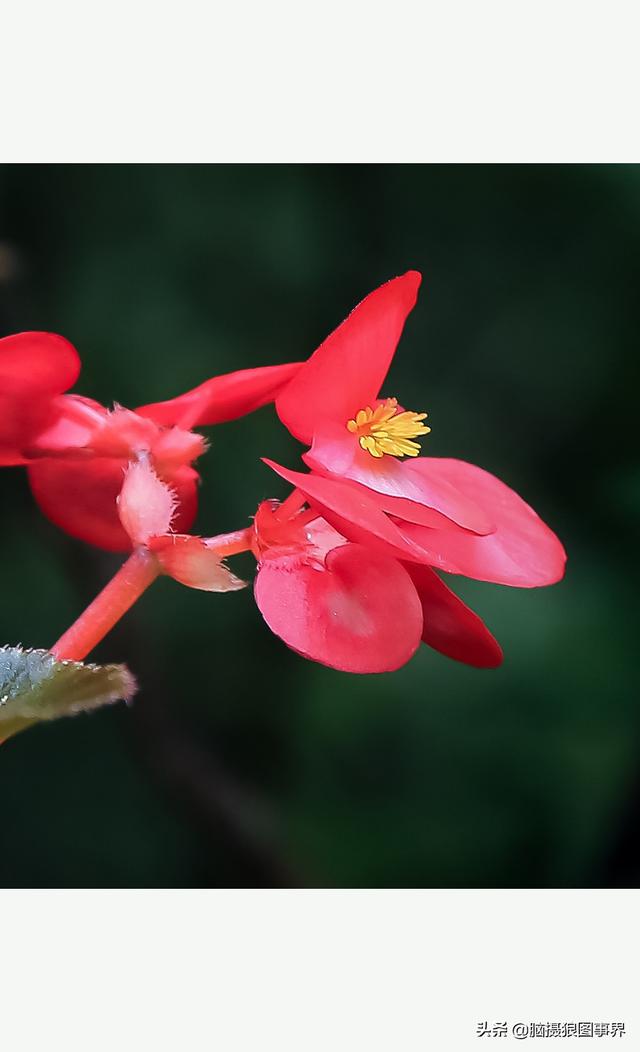 玻璃海象（玻璃海棠，这3个方法你用了吗（玻璃海棠长什么样）