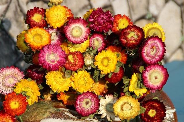 鲜花礼仪象征，送鲜花的礼仪和讲究（浪漫至死不渝～1）