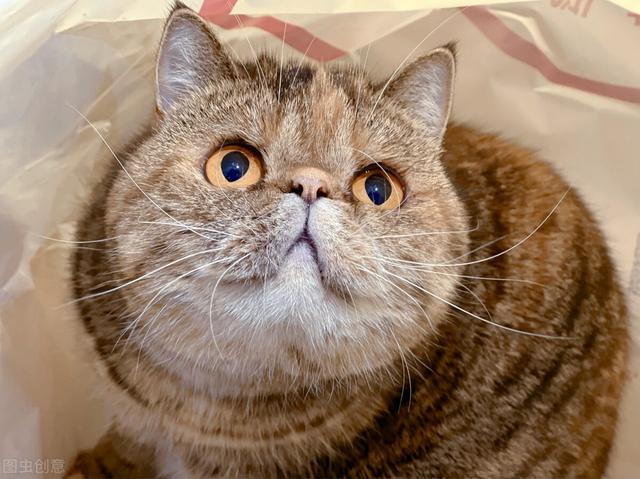 布偶猫哪个色最贵，布偶猫眼睛颜色等级（几种常见猫咪的市场价）