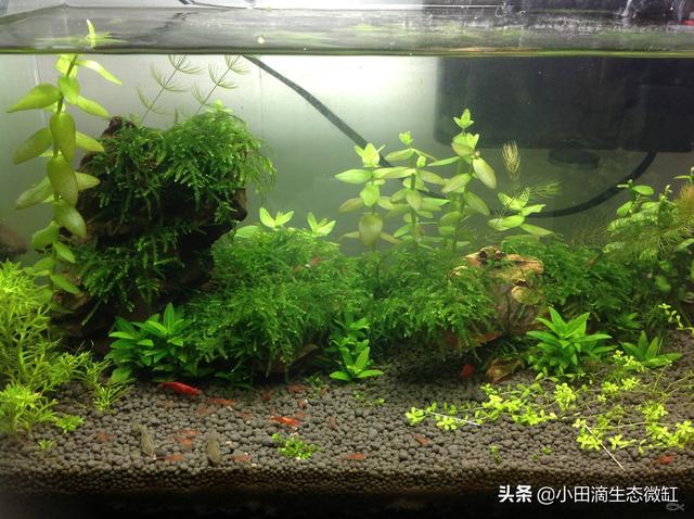 虾的种类有哪些，河里的虾的种类有哪些（适合新手饲养的宠物虾及小型观赏虾详情）