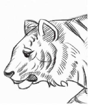 老虎简笔画可爱呆萌,零基础动漫教程老虎的绘制步骤讲解 - 玉三网