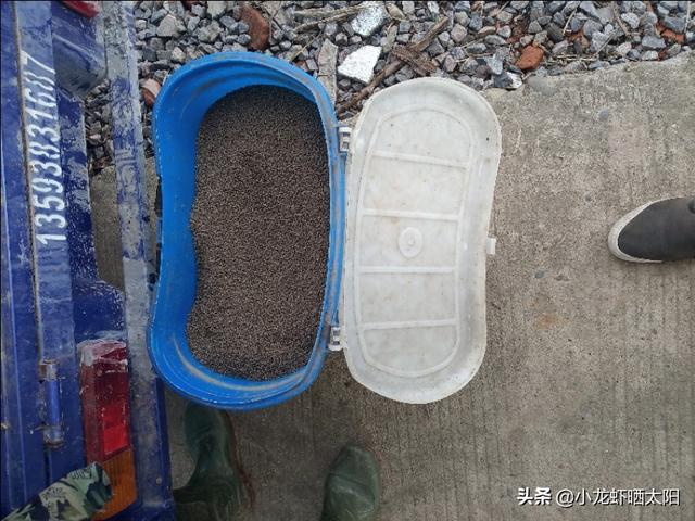 自己在家怎么养小龙虾，自己在家怎么养小龙虾苗（不买任何饲料投喂小龙虾）