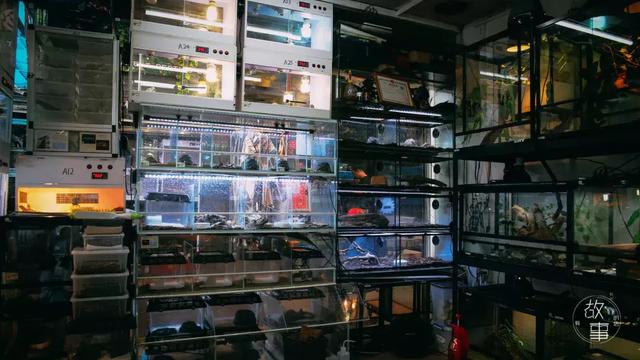 冷血动物有哪些，冷血动物有哪些特征（这个人养了上百只“冷血动物”）