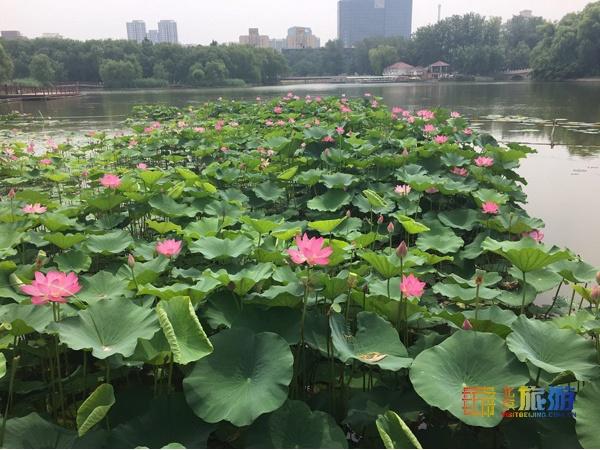 颐和园必看十大景点，颐和园有哪些景点值得去玩（这10个最美赏荷地等你来）