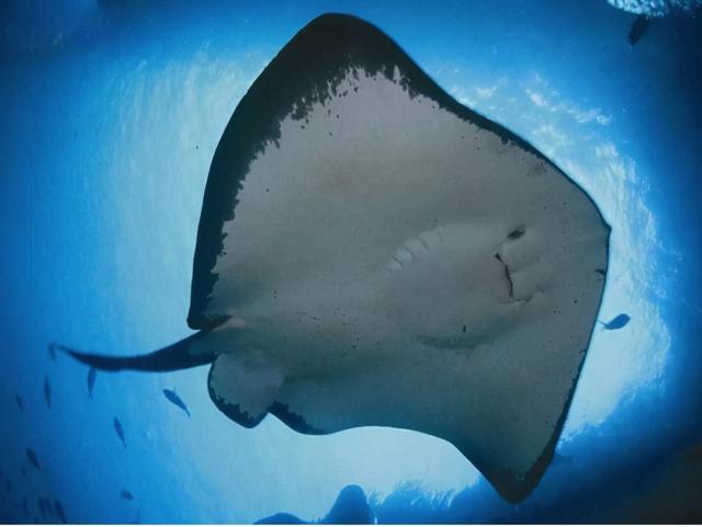 每天吃一条鱼的危害，每天吃一条鱼的危害大吗（5类鱼没营养）