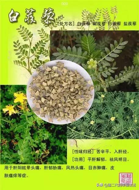 常见中草药图谱，中草药经典图谱（让你知道常用药都长啥样）