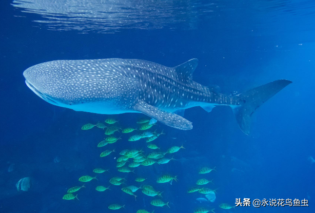世界最大鲨鱼排行榜揭晓：巨齿鲨领衔，现存最大鲨鱼令人惊叹