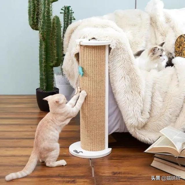 怎么防止猫咪抓沙发，怎么防止猫咪抓沙发跑（终于找到让猫咪不挠沙发的办法了）