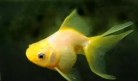 养金鱼的水有什么要求，养金鱼用什么水养（涨知识丨金鱼到底需要什么样的水）