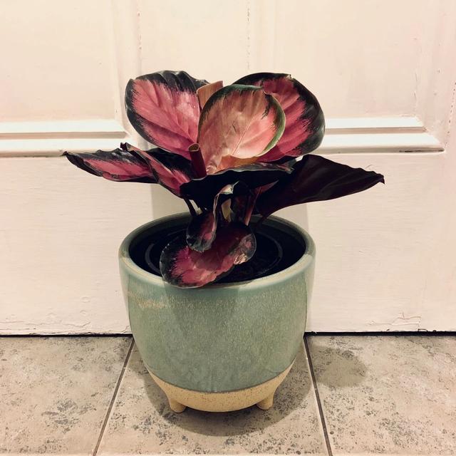 孔雀竹芋有什么作用，孔雀竹芋百科（观赏竹芋就养成室内好看的观叶植物）