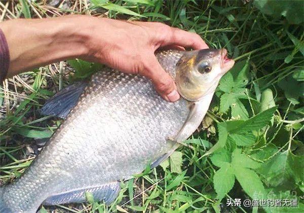 钓鳊鱼高效饵料配方揭秘：自制诱饵技巧助你轻松上钩大鳊鱼