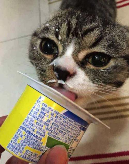 猫咪可以喝酸奶吗(小猫把人当妈妈的五种行为)