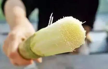 三种人千万别吃甘蔗，哪些人不适合吃甘蔗（歪果人也啃甘蔗）