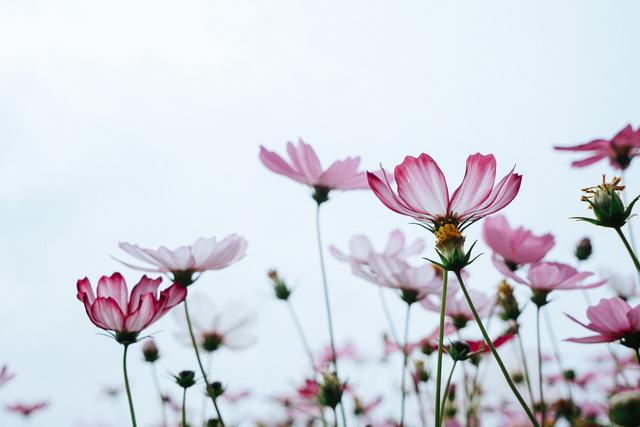 余生是什么意思，听闻余生是什么意思（有一种夫妻，叫余生）